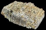Agatized Fossil Coral Geode - Florida #90219-2